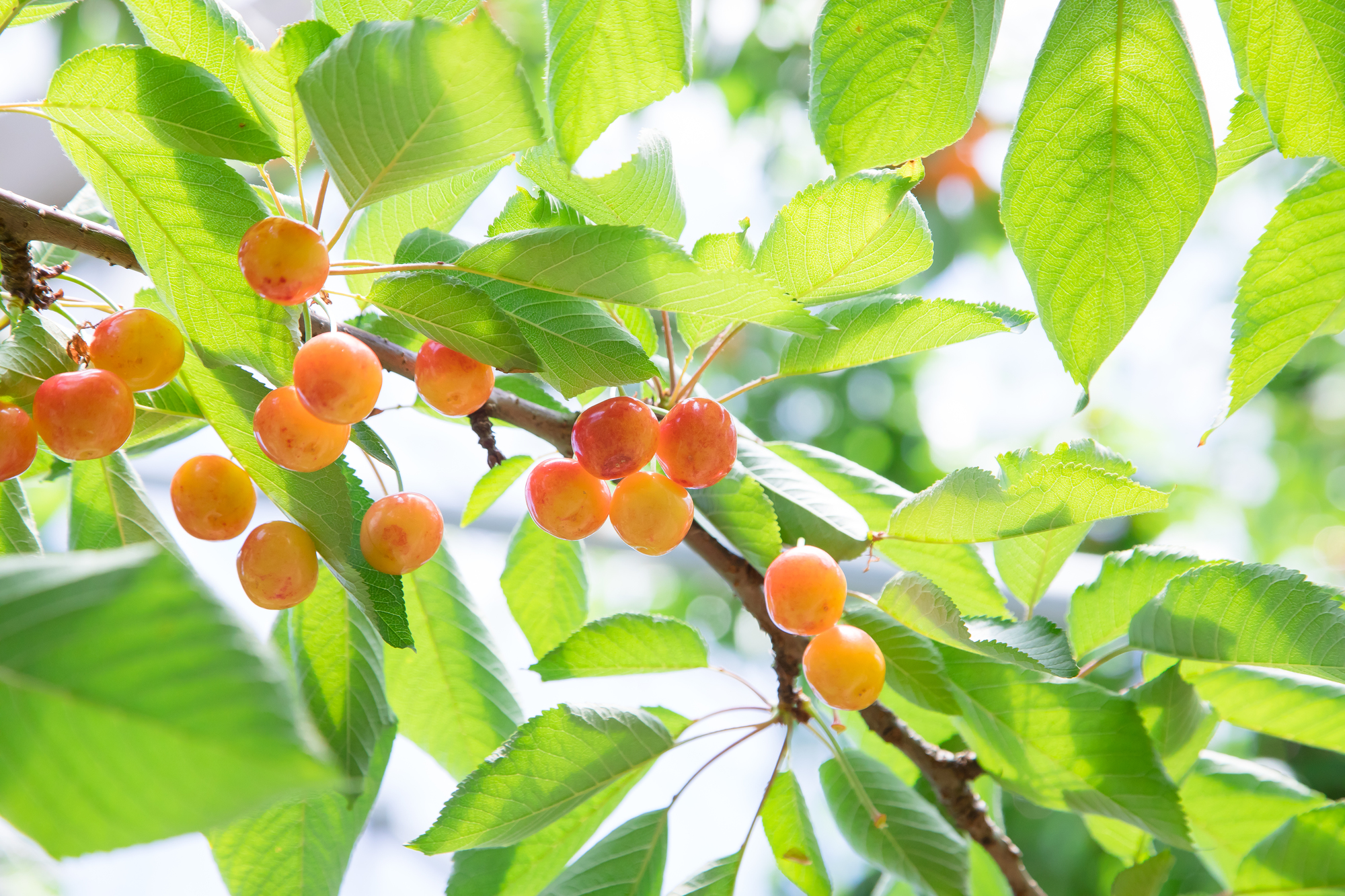 さくらんぼ狩り 服装 コーデ Rcawaii