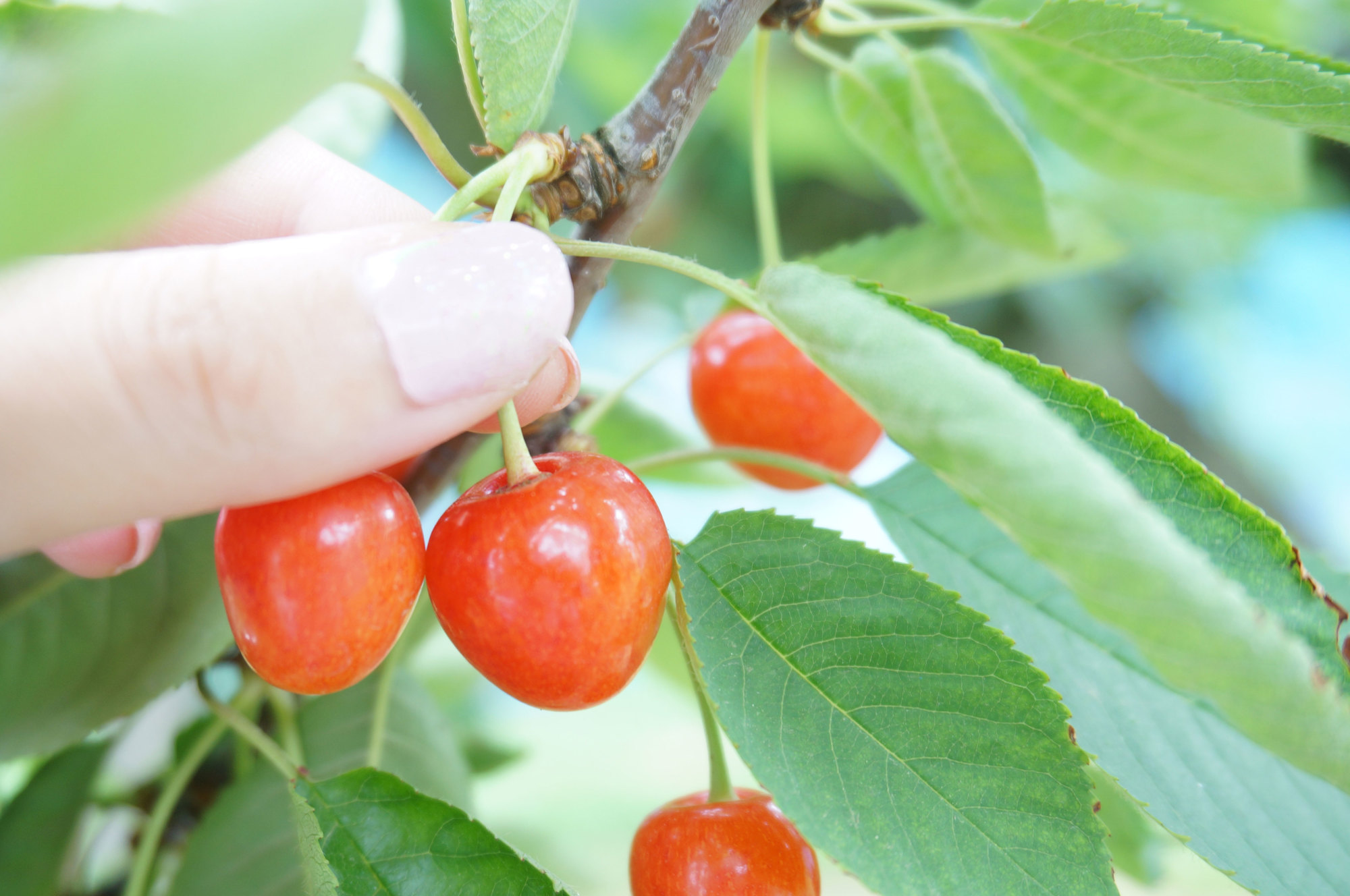 さくらんぼ狩り 服装 コーデ Rcawaii さくらんぼ狩り 服装 コーデ Rcawaii
