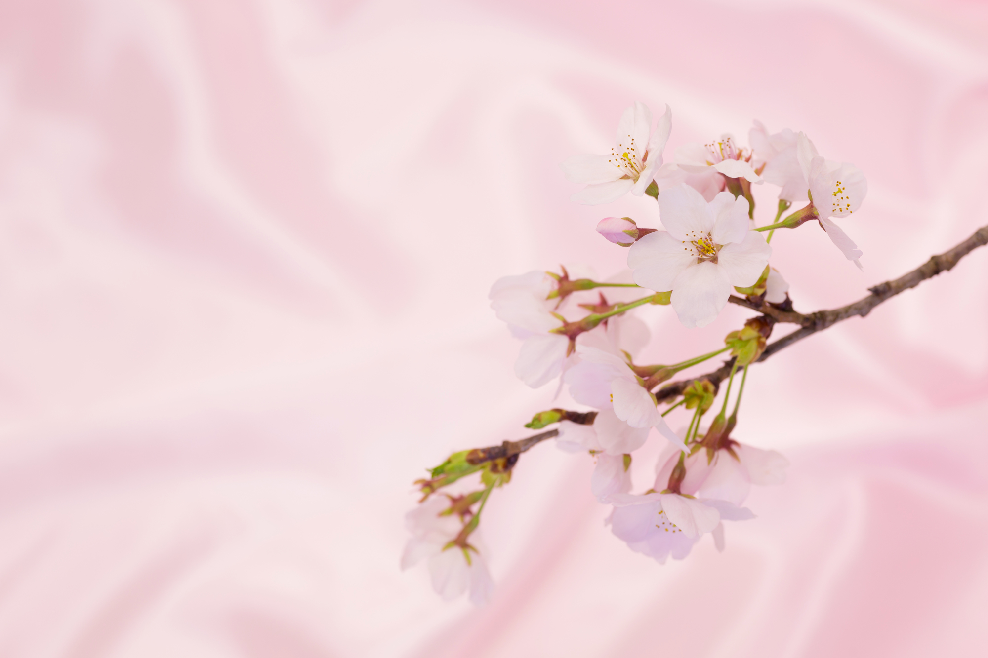 ドビー織りとは 肌触りがよく吸水性も抜群な素材をチェック Rcawaii