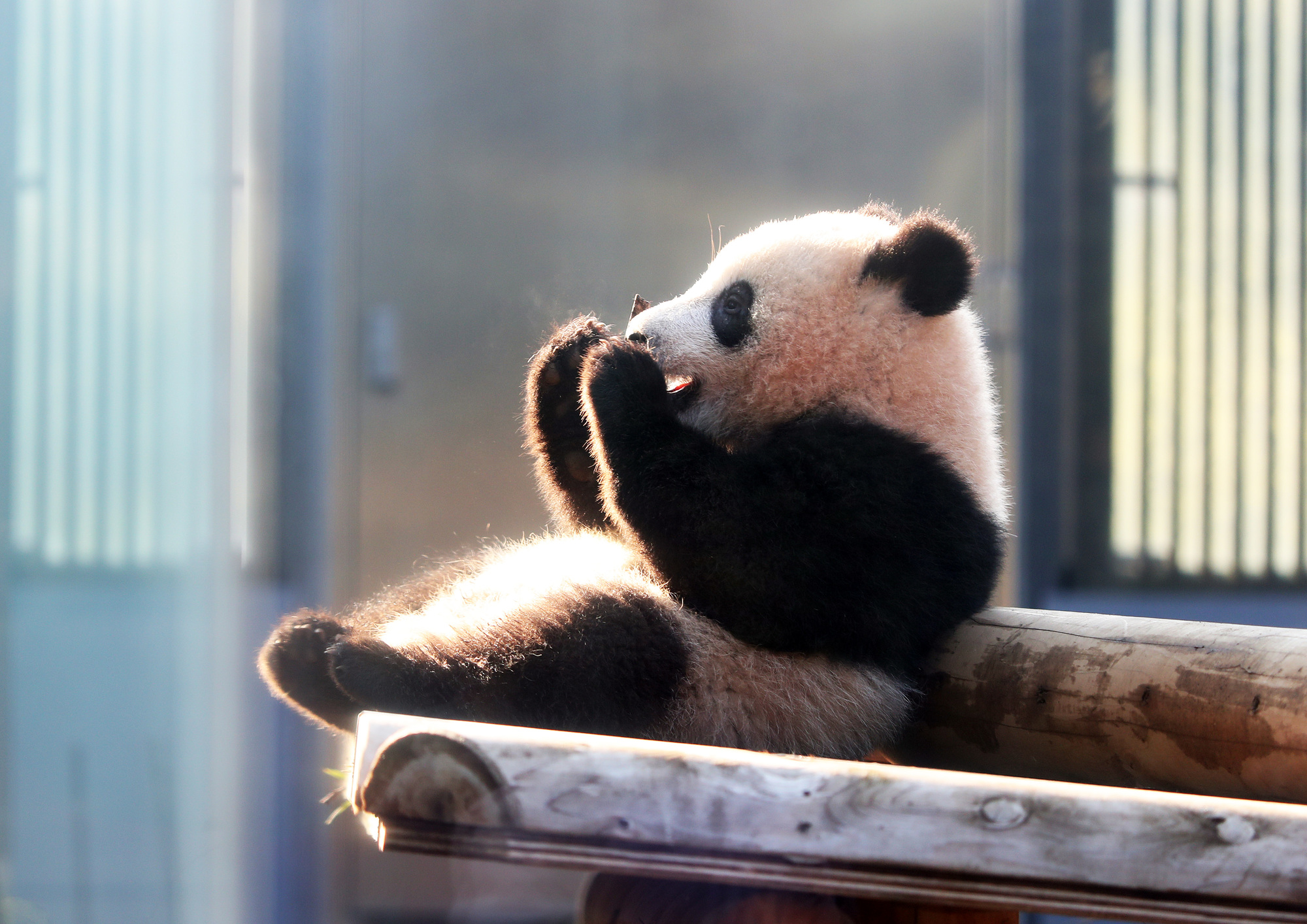 上野動物園にお出かけ 服装 コーデ のポイントを解説 Rcawaii 上野動物園にお出かけ 服装 コーデ のポイントを解説 Rcawaii